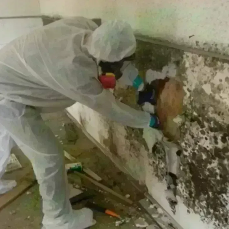 Mold Remediation and Removal in Richmond, MN